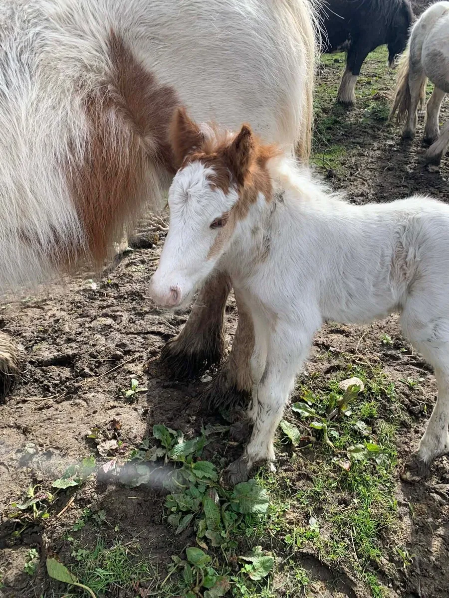 Horse - Image 4