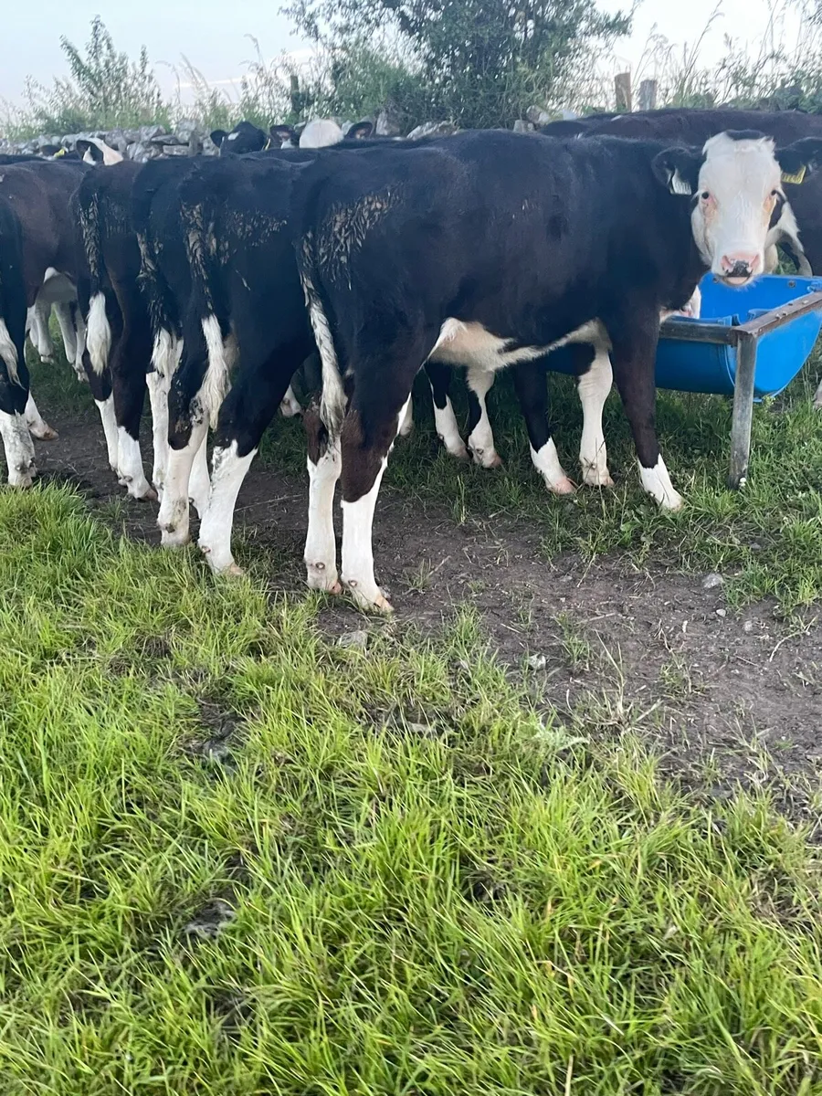 Top Quality Hereford Runners - Image 2