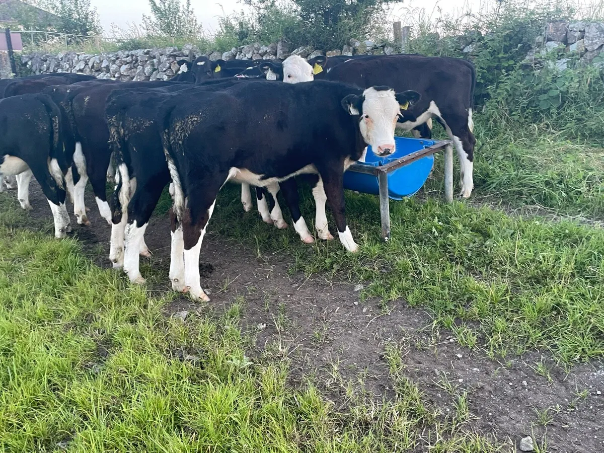Top Quality Hereford Runners - Image 1