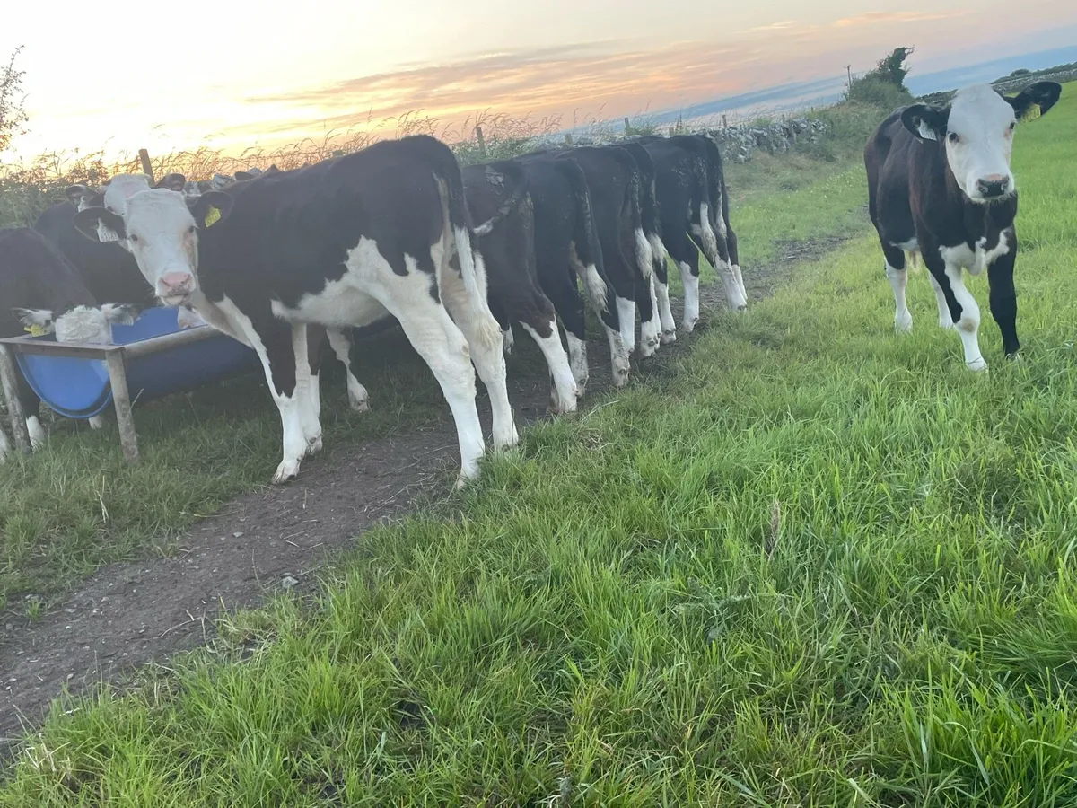 Top Quality Hereford Runners - Image 3