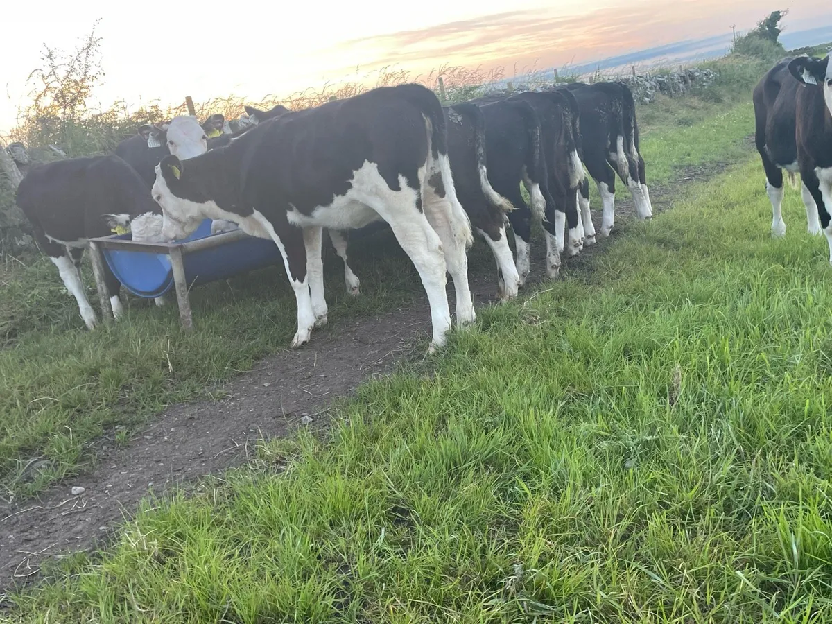 Top Quality Hereford Runners - Image 4