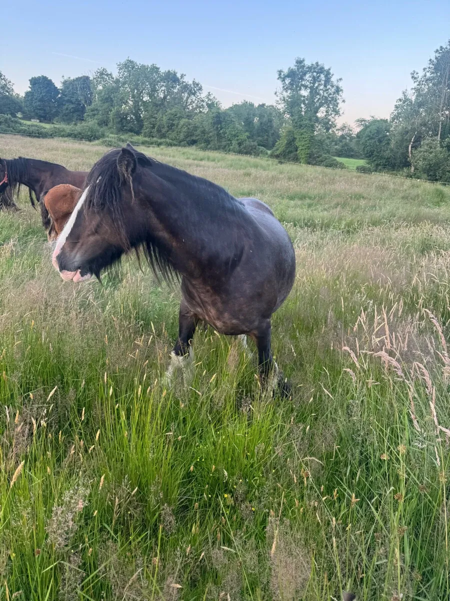 Mare & colt foal - Image 3