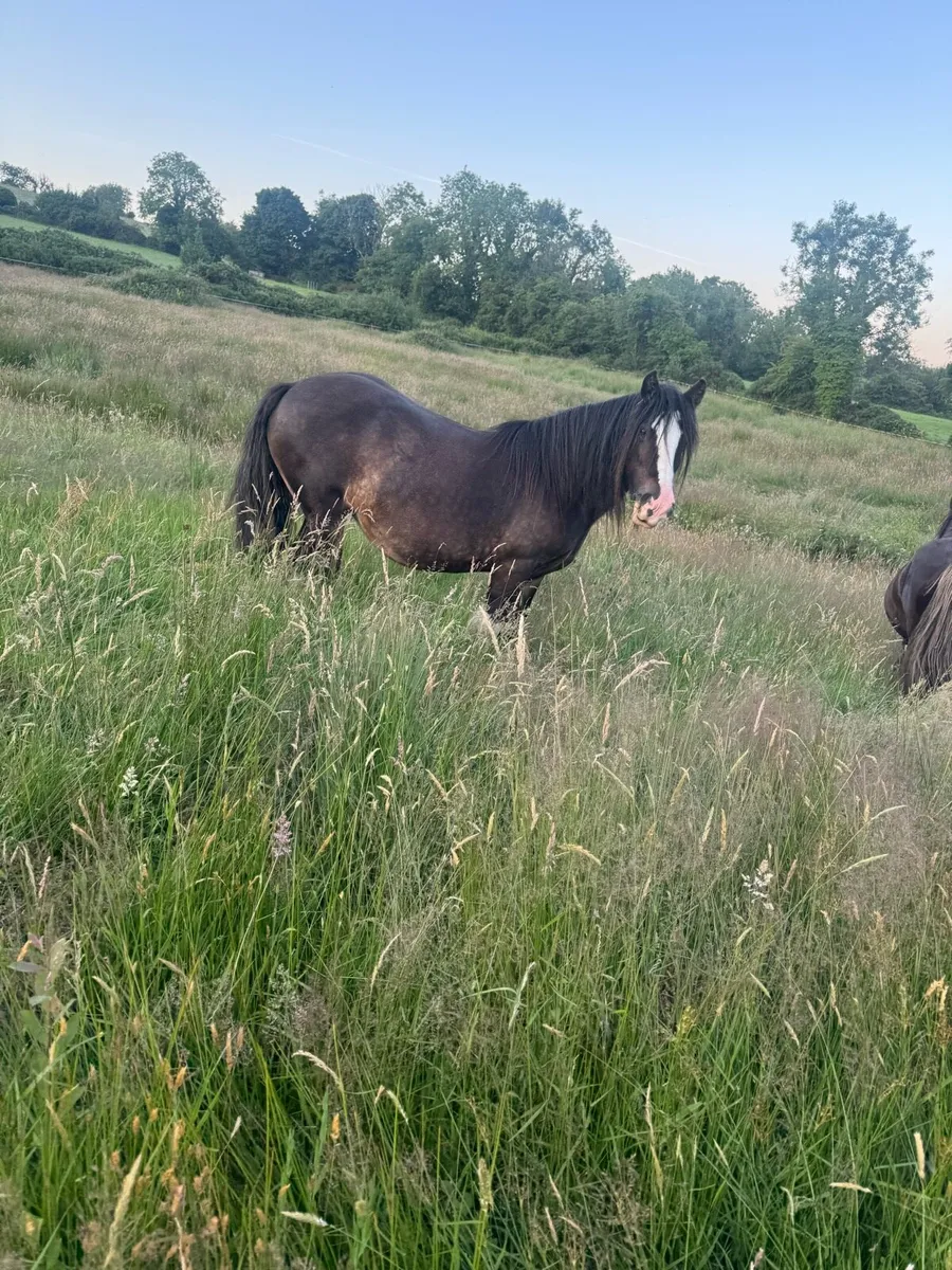 Mare & colt foal - Image 1