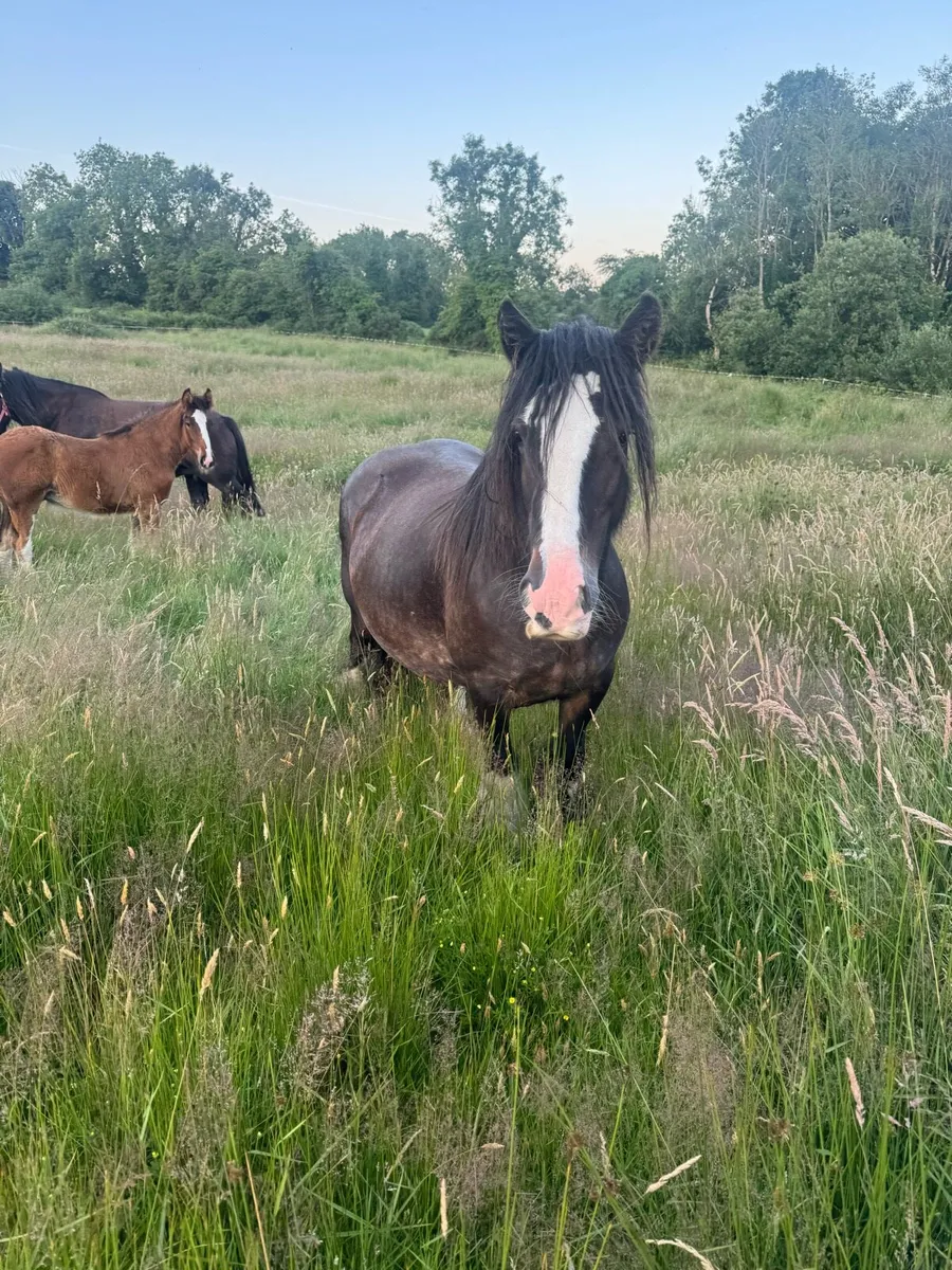 Mare & colt foal - Image 2
