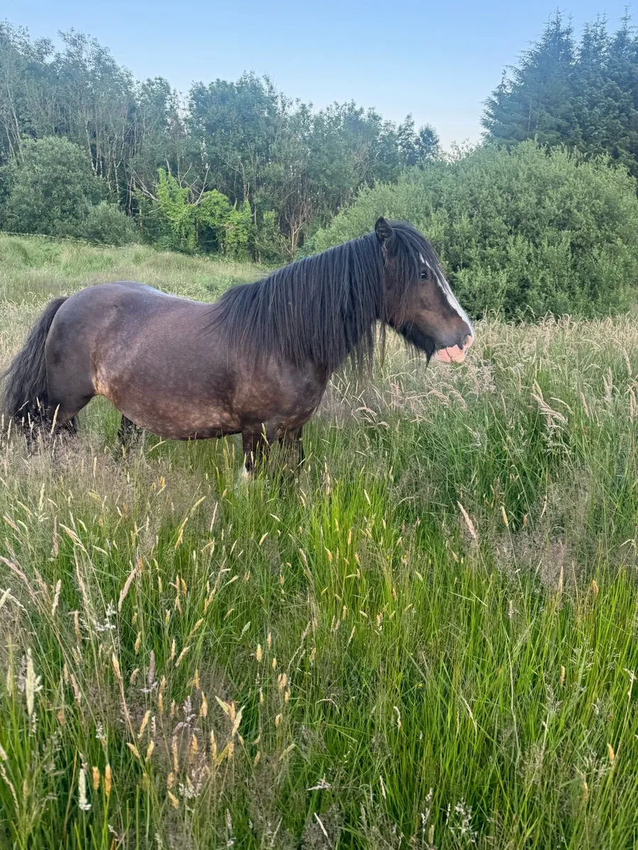 Mare & colt foal - Image 4