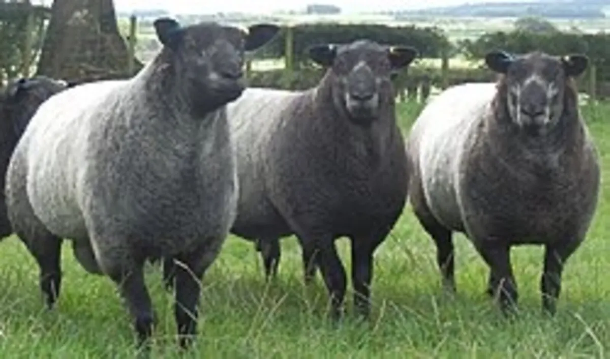 Wanted PBR blue texel ram.