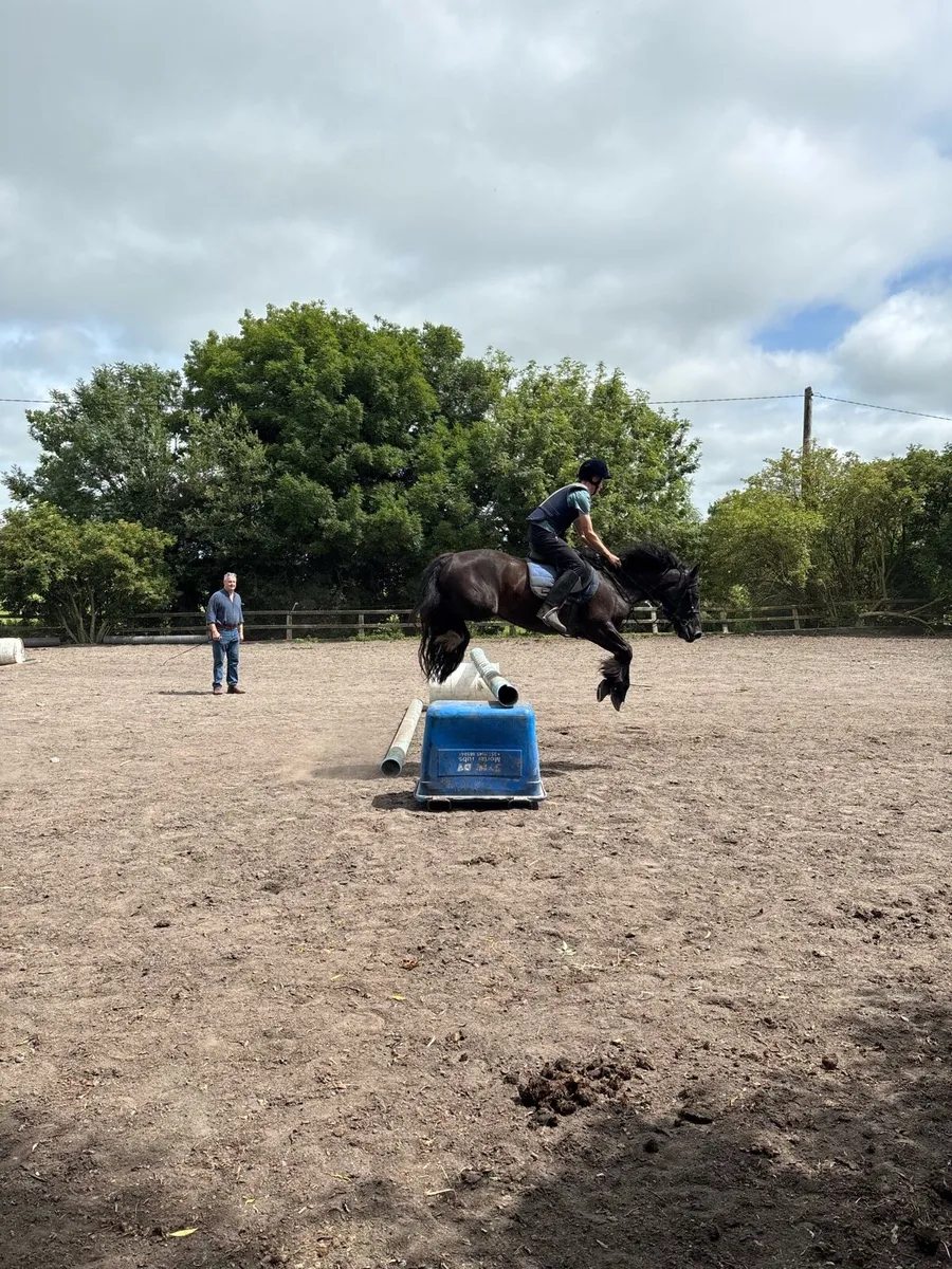 Bombproof mare - Image 2
