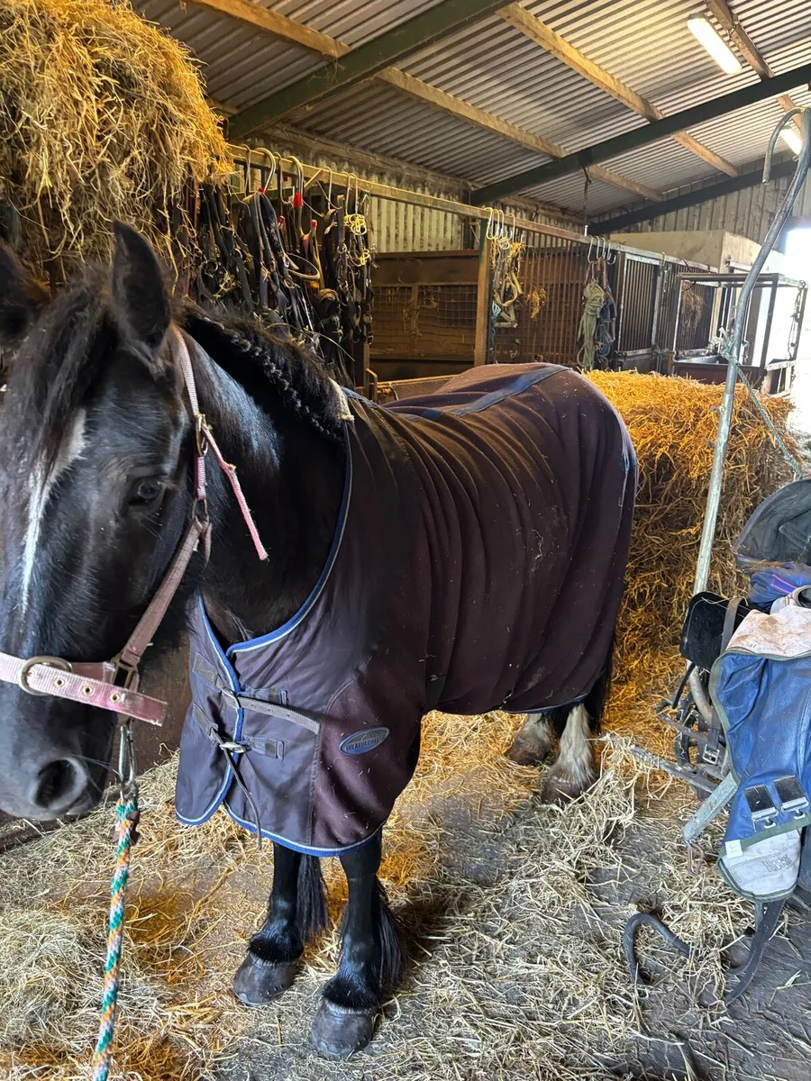 Bombproof mare - Image 3