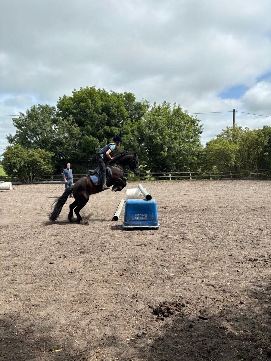 Bombproof mare - Image 1
