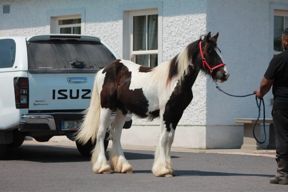 Yearling filly - Image 2