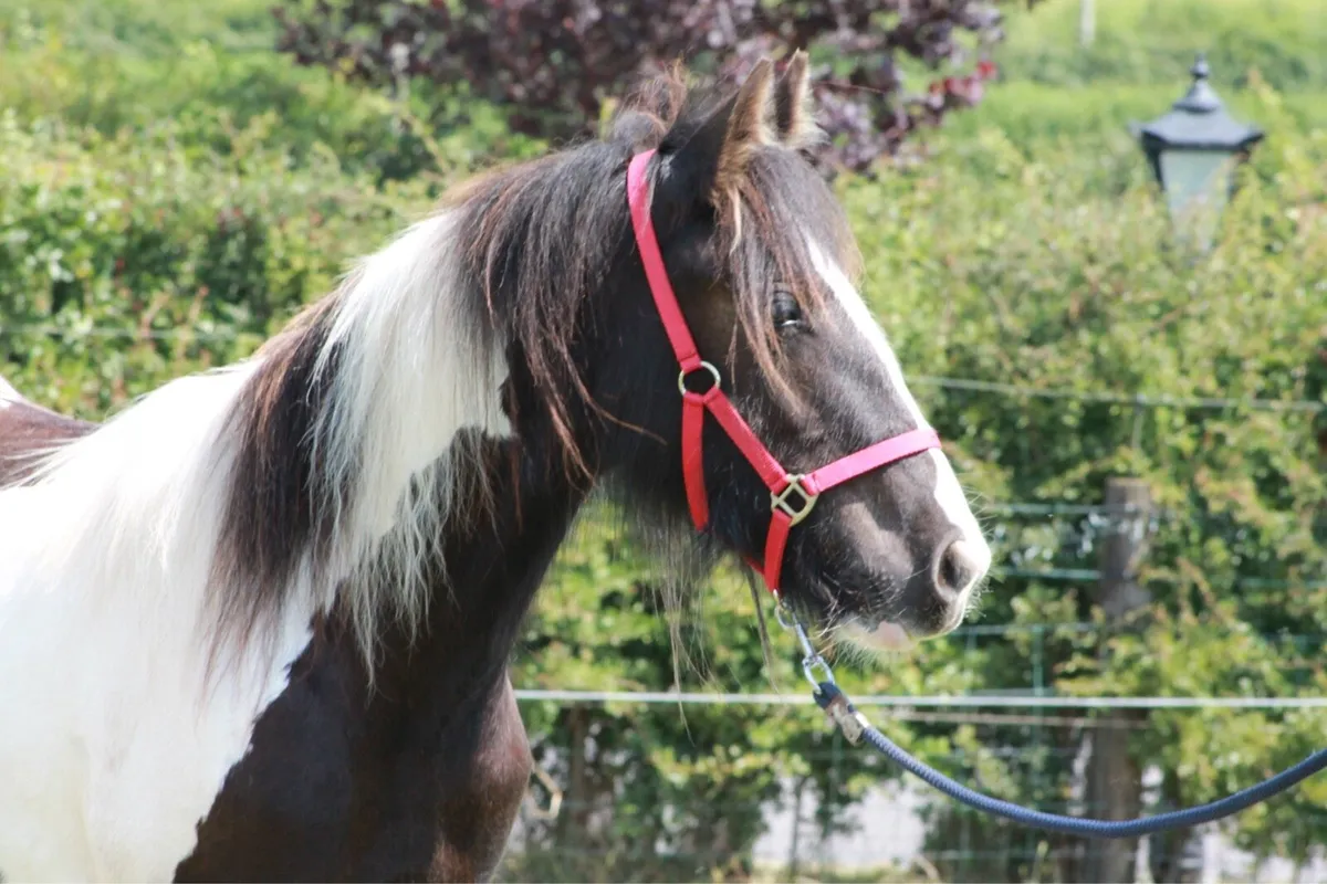 Yearling filly - Image 4