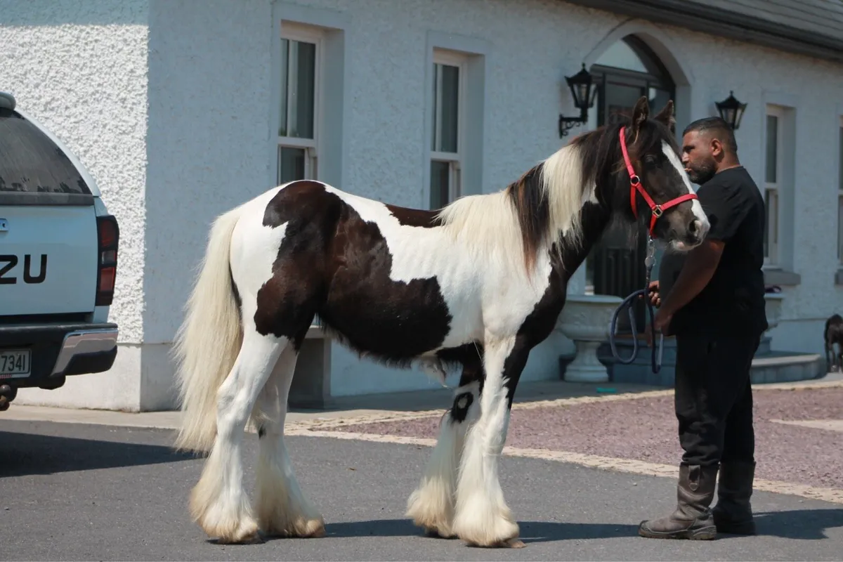 Yearling filly - Image 1