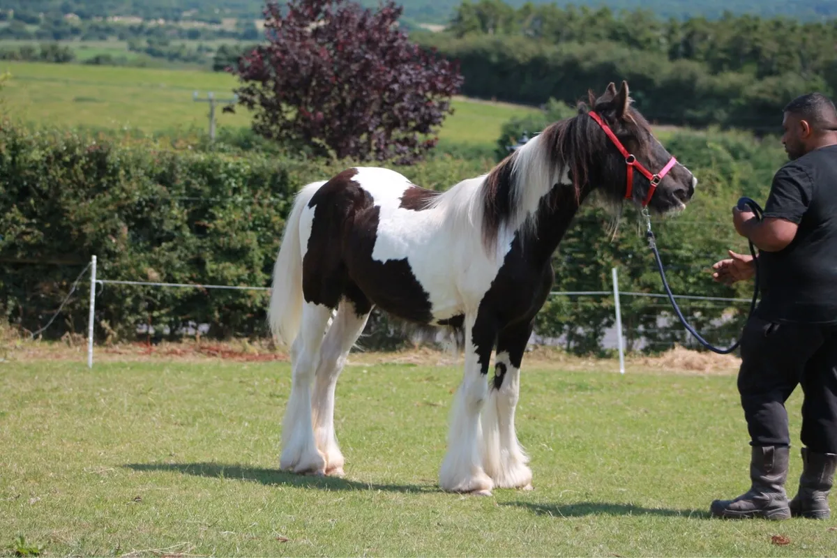 Yearling filly - Image 3