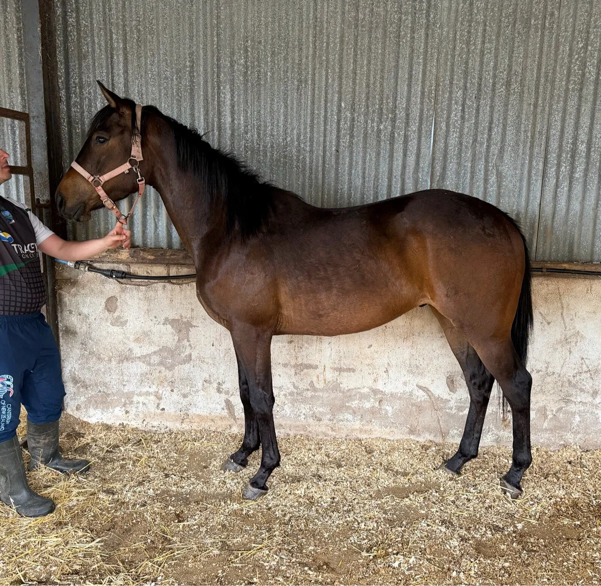 3 year old 148 gelding