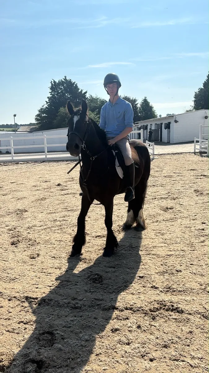 Bombproof mare - Image 4
