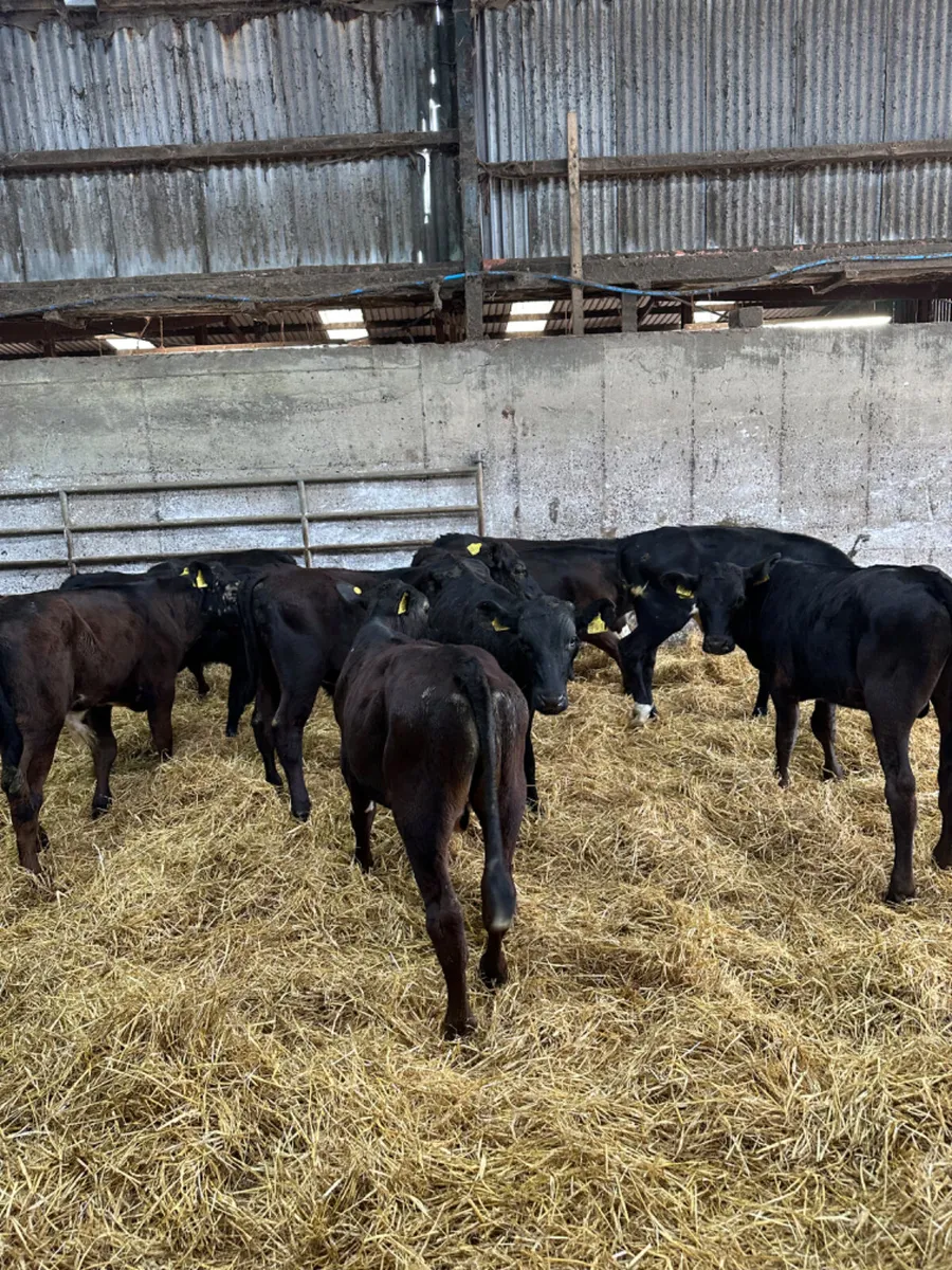 Angus lim and Hereford bulls - Image 1