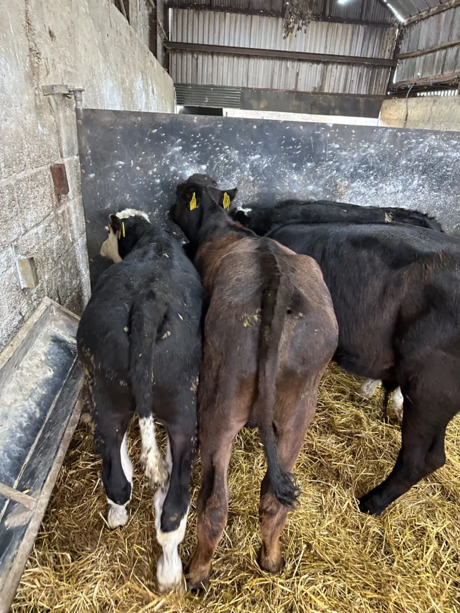 Angus lim and Hereford bulls - Image 3