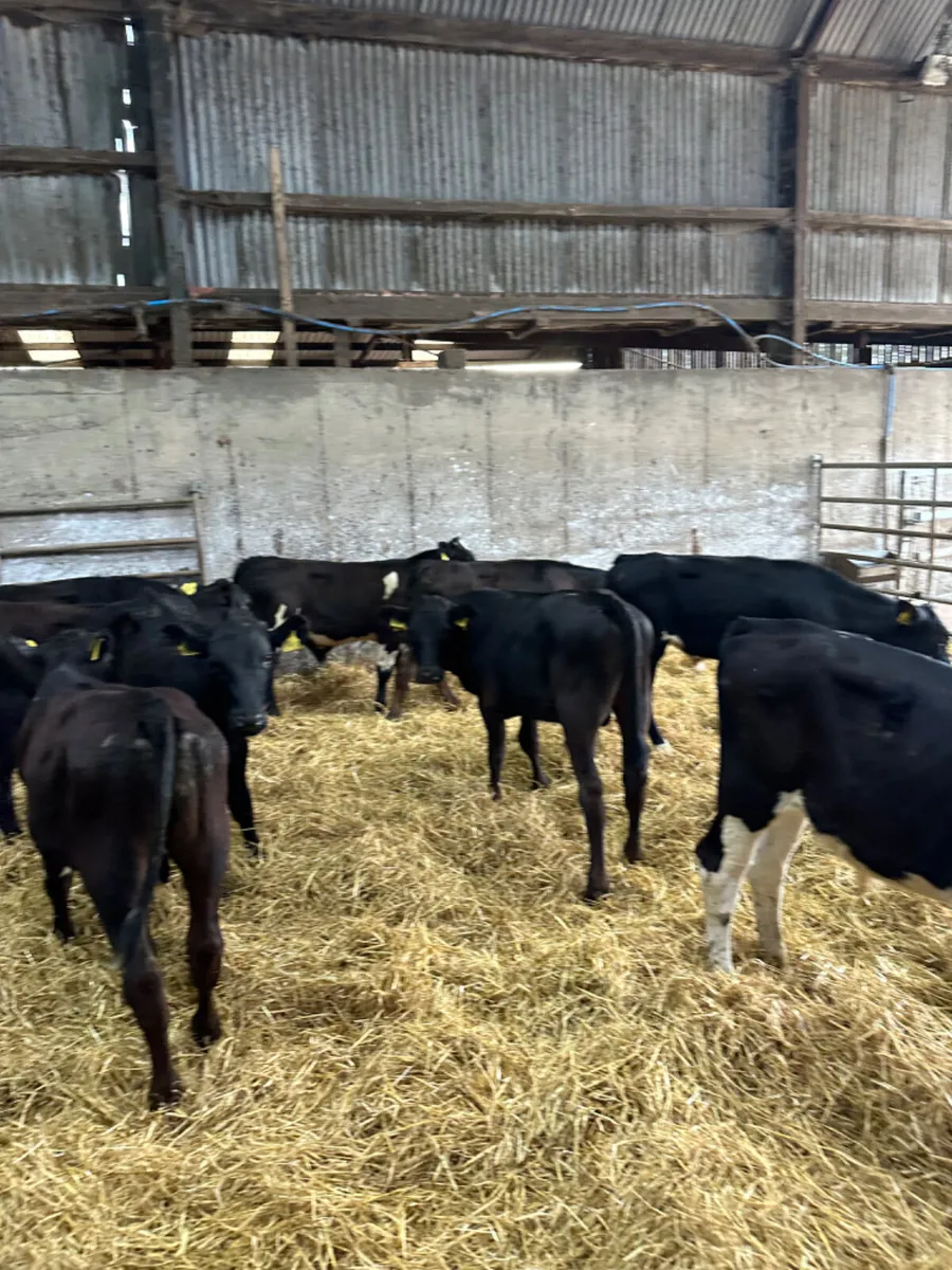 Angus lim and Hereford bulls - Image 2