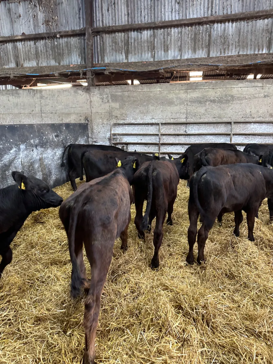 Angus lim and Hereford bulls - Image 4