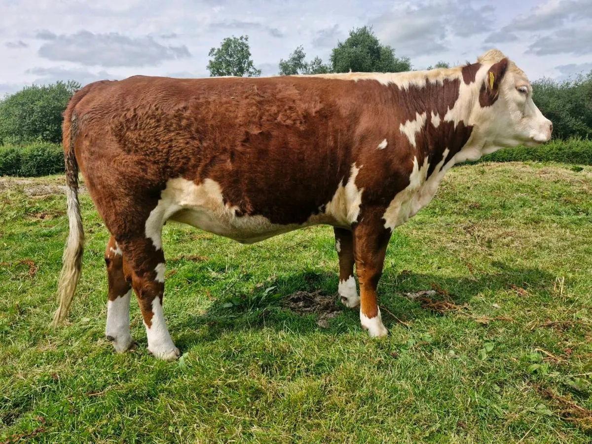 PBR hereford polled  heifers - Image 1