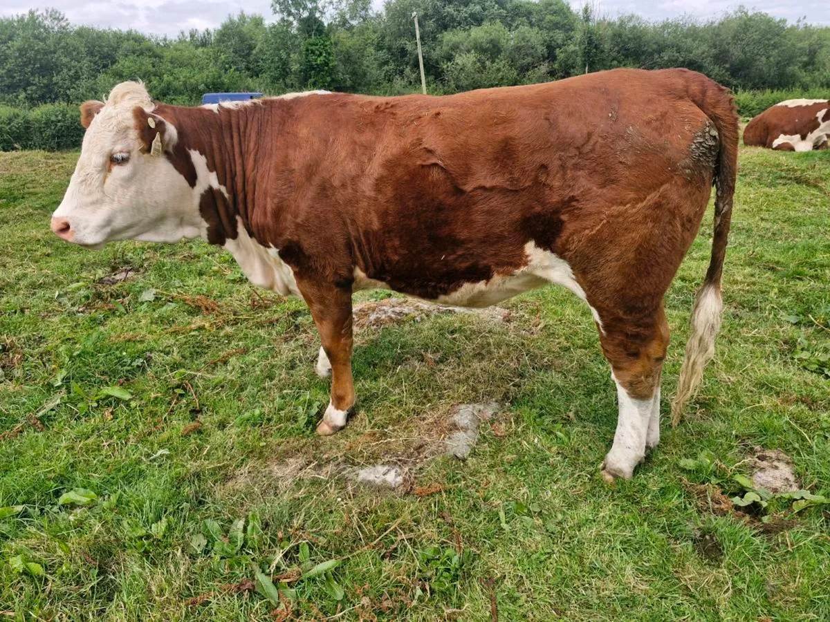 PBR hereford polled  heifers - Image 3
