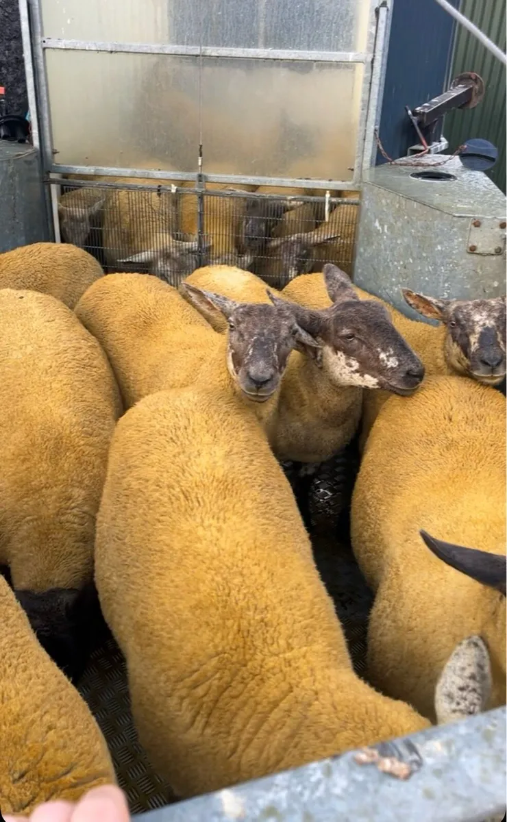 Sufftex Hoggets - Image 1