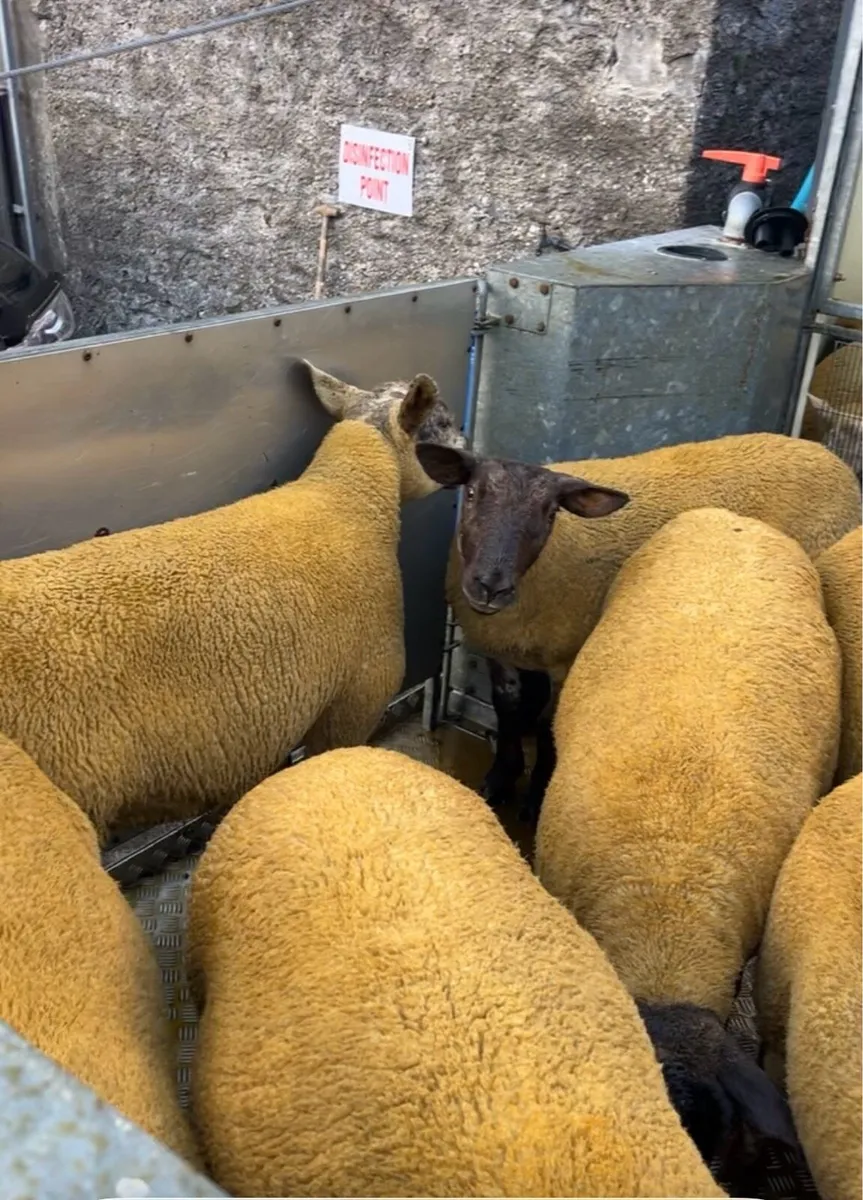 Sufftex Hoggets - Image 2