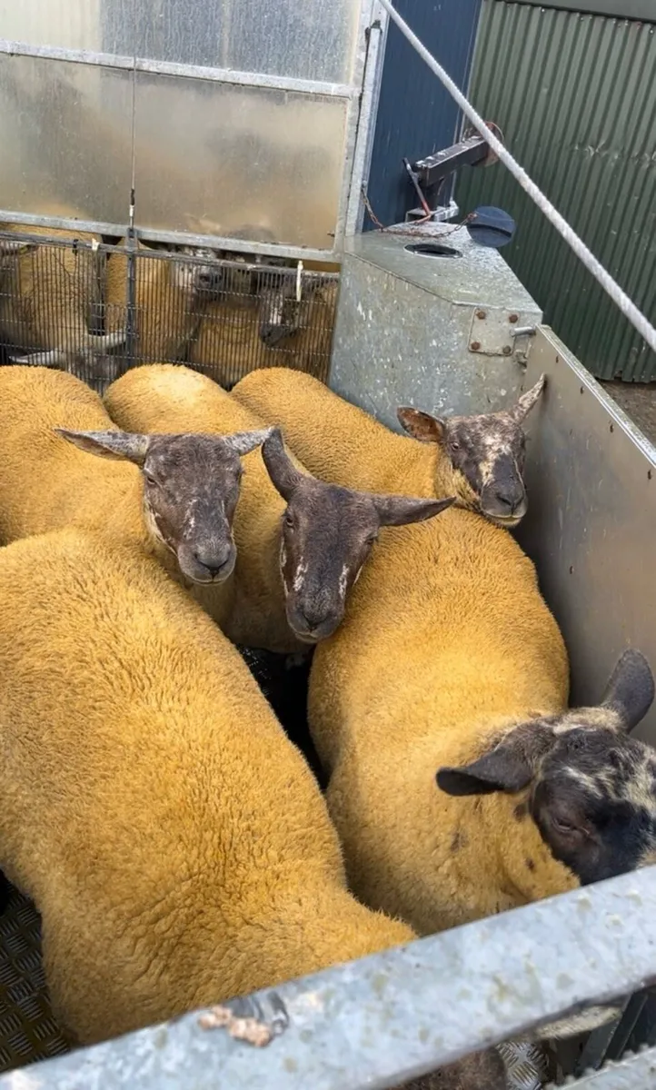 Sufftex Hoggets - Image 3