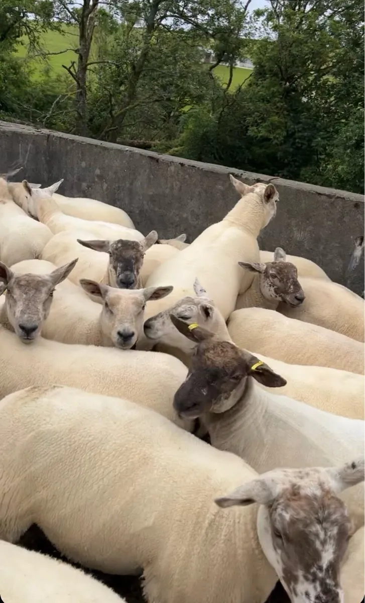 Sufftex Hoggets - Image 4