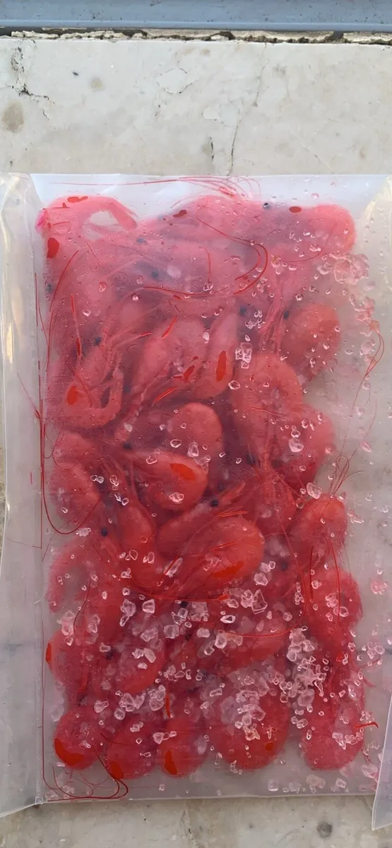 Bait for salmon fishing - Image 4