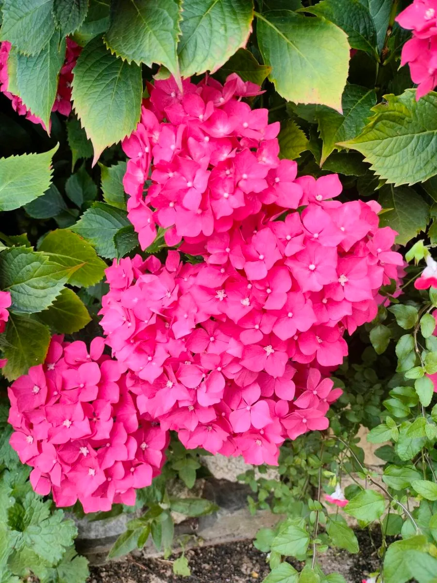 Shrubby hydrangeas brighten borders in mid to late - Image 4