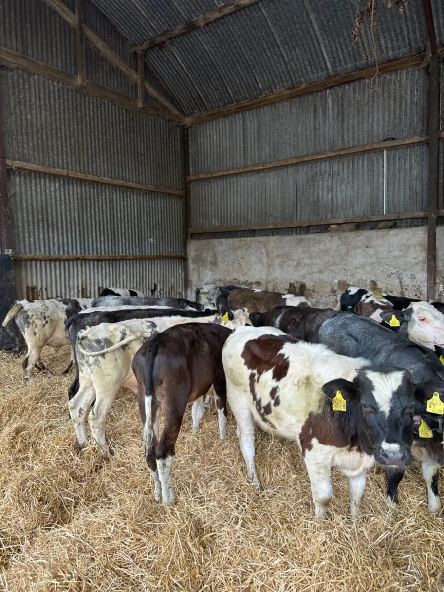 Blue and Fkv bulls - Image 2
