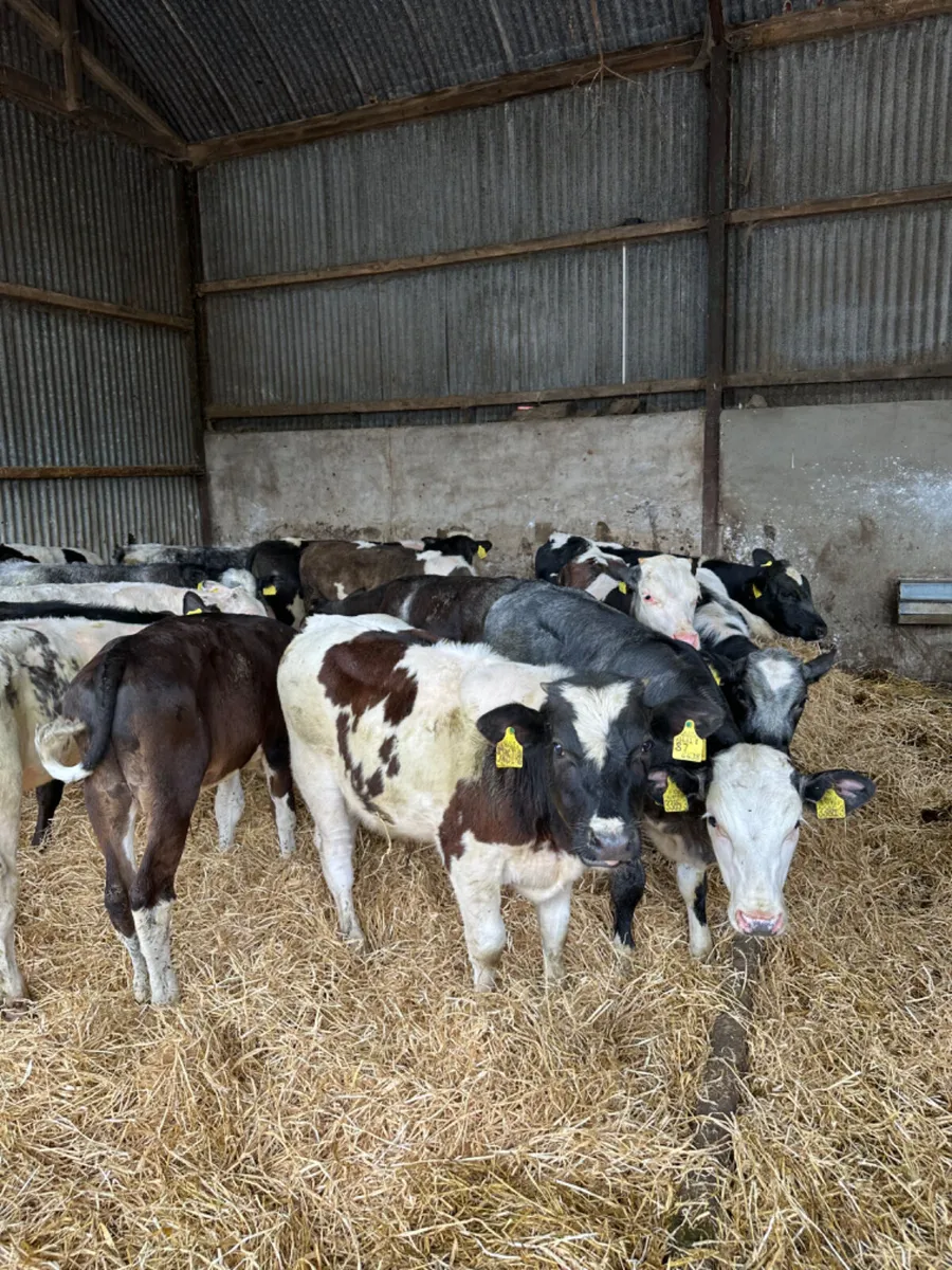 Blue and Fkv bulls - Image 1