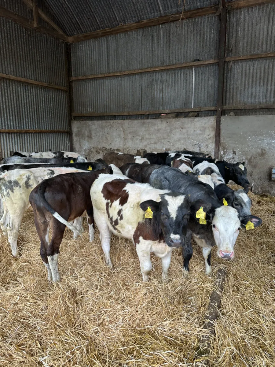 Blue and Fkv bulls - Image 3