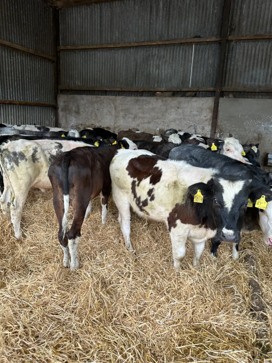Blue and Fkv bulls - Image 4