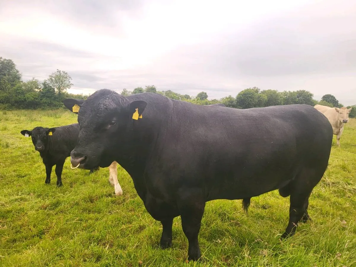 PUREBRED ANGUS BULL - Image 1
