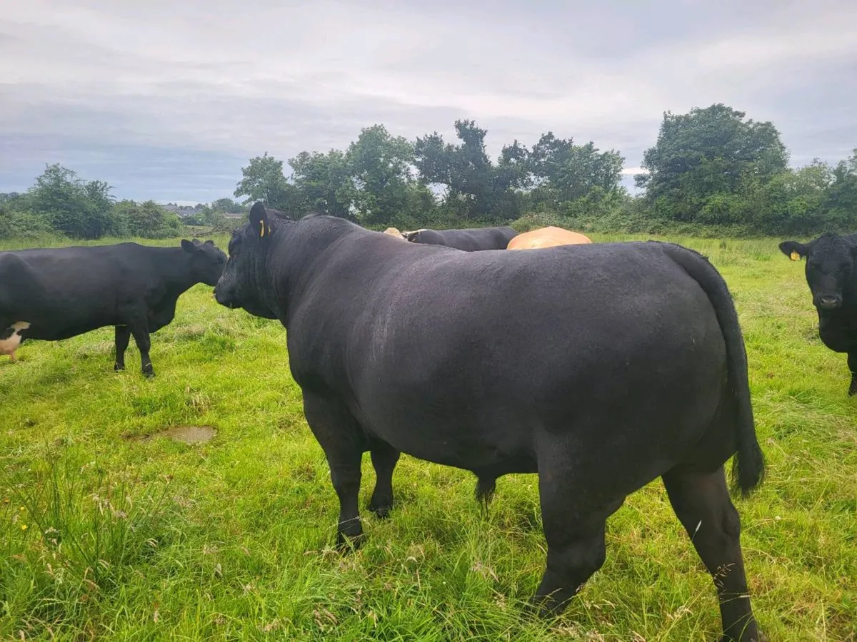 PUREBRED ANGUS BULL - Image 3
