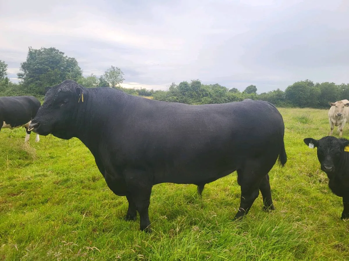 PUREBRED ANGUS BULL - Image 2