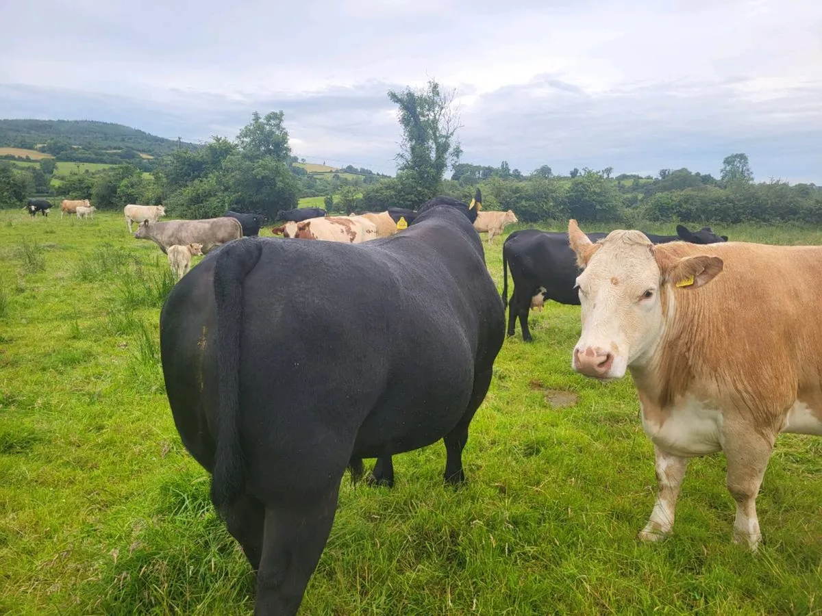 PUREBRED ANGUS BULL - Image 4