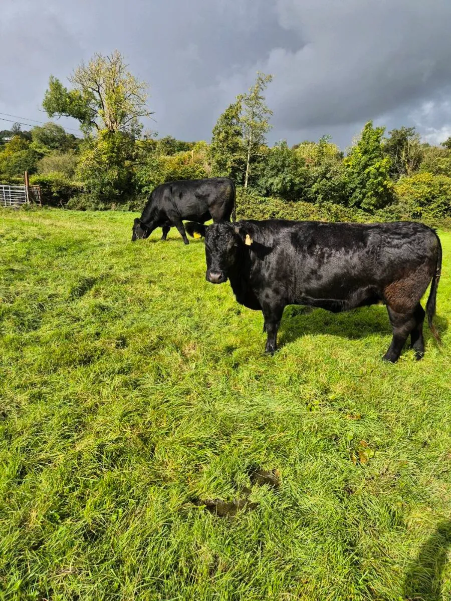 Organic Cattle for Sale - Image 1