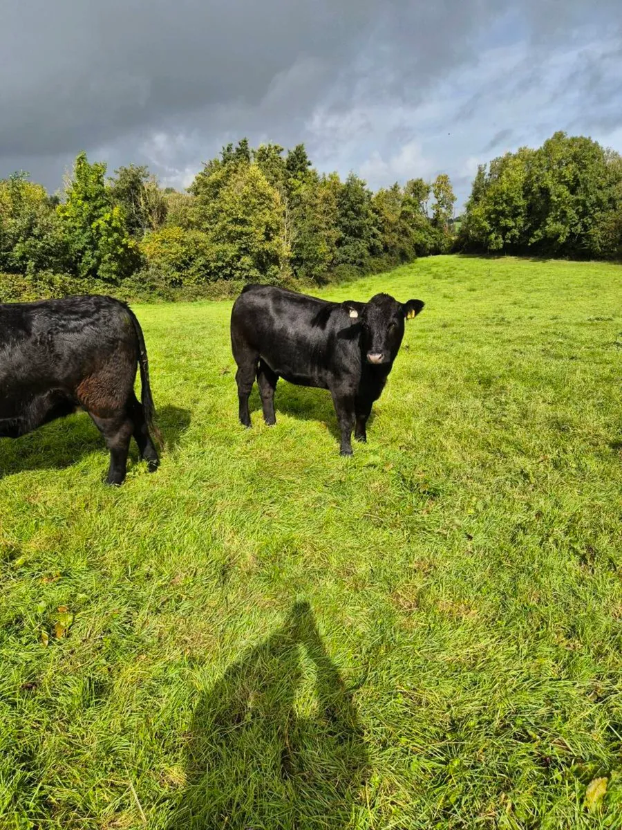 Organic Cattle for Sale - Image 2