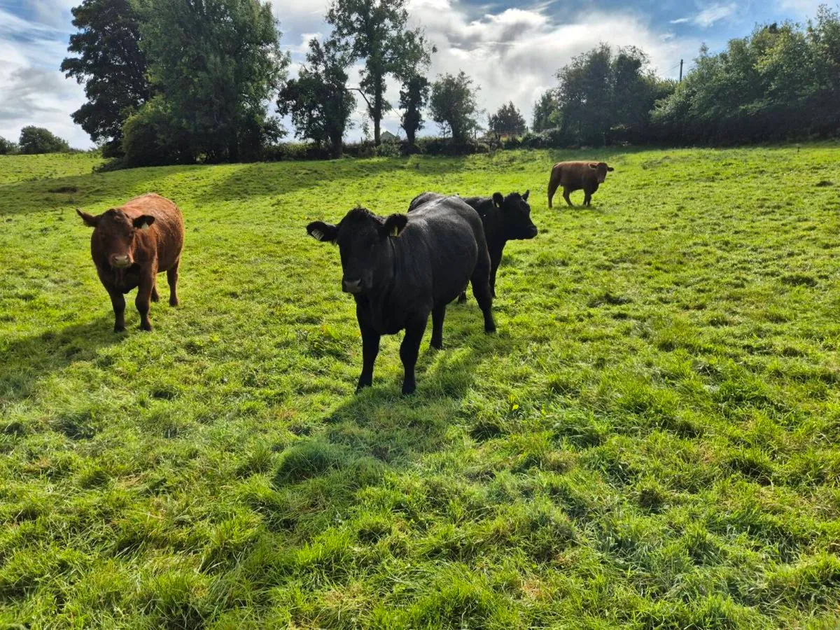 Organic Cattle for Sale - Image 3