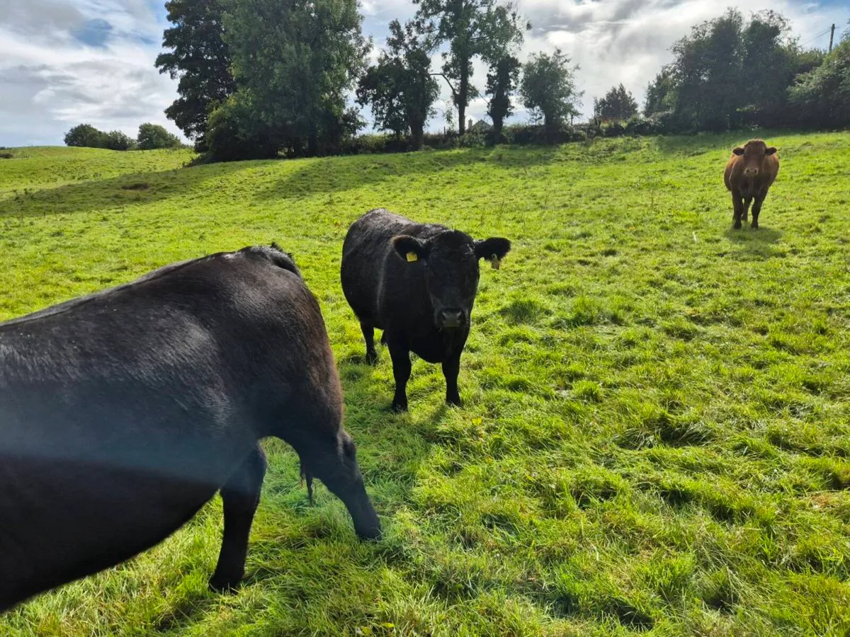 Organic Cattle for Sale - Image 4