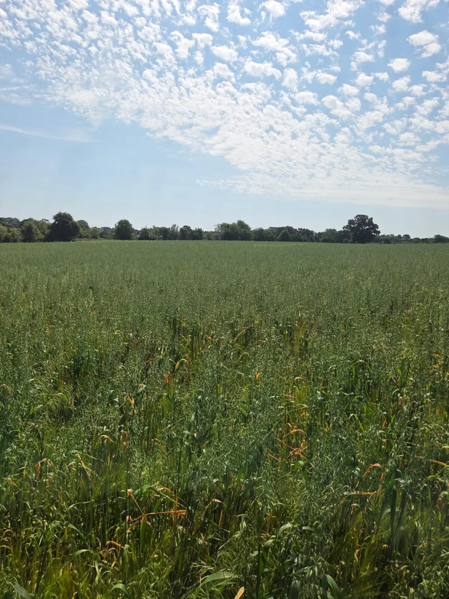 Wholecrop Barley and oats - Image 2