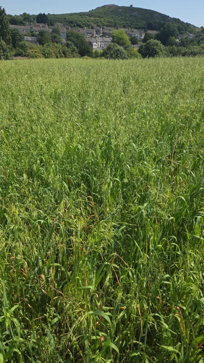 Wholecrop Barley and oats - Image 1
