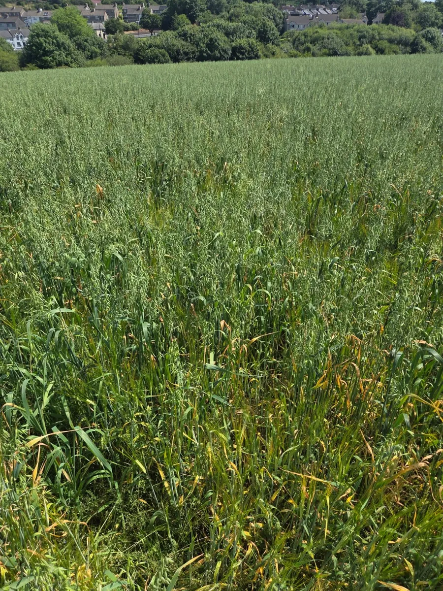 Wholecrop Barley and oats - Image 3