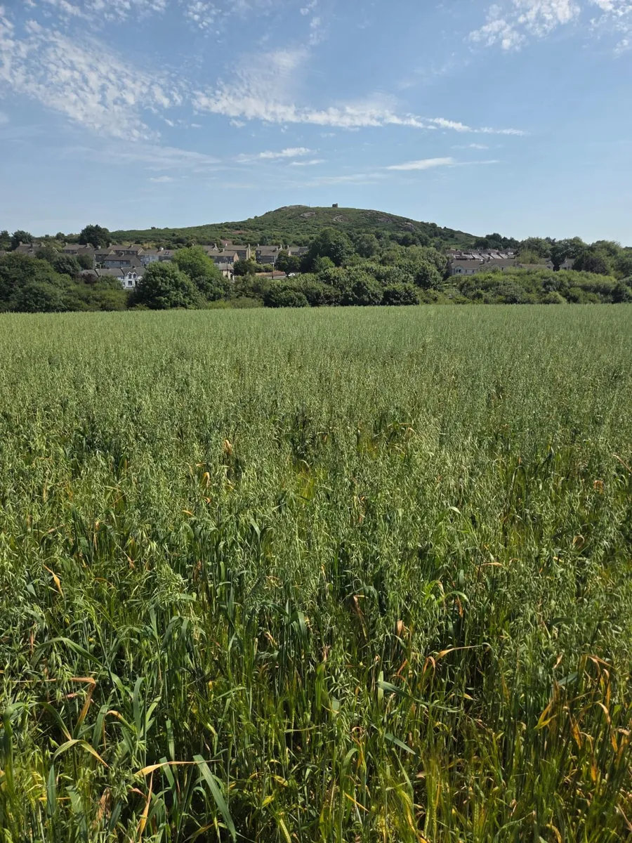 Wholecrop Barley and oats - Image 4