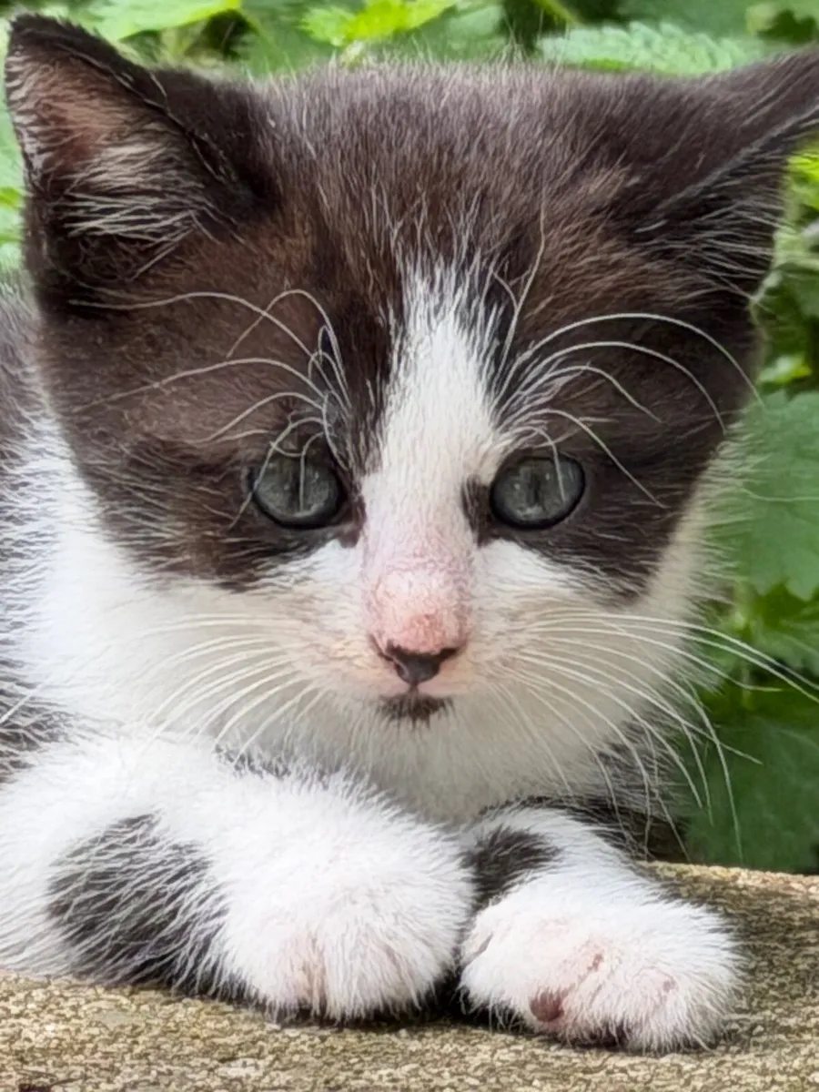 Kittens - Image 1