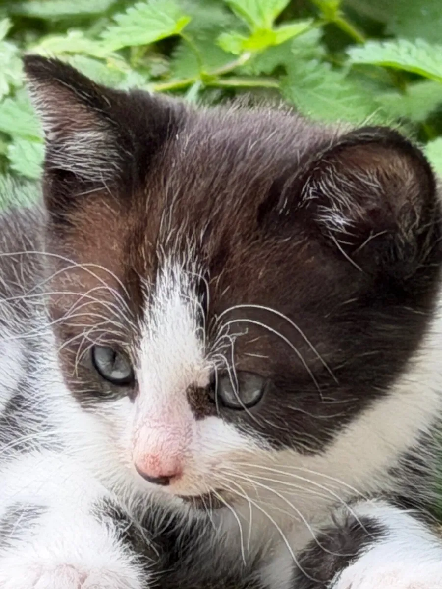 Kittens - Image 2