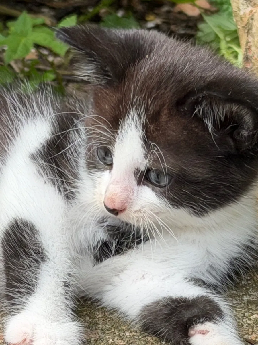 Kittens - Image 4